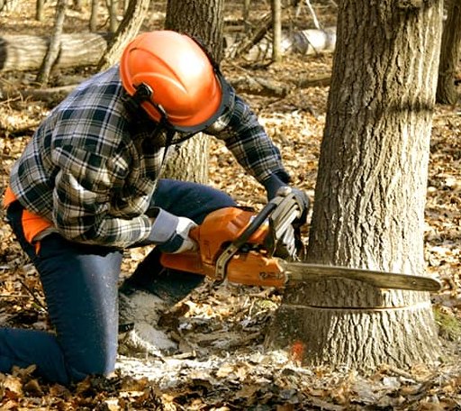 Tree Removal in Ottoville, OH
